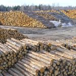 timber-pile